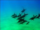 School of Dolphins at Lanai